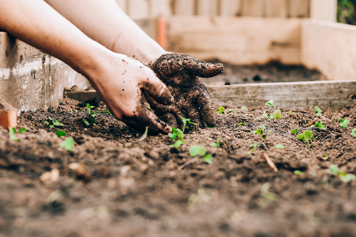 Two hands, covered in soil, work in a garden bed