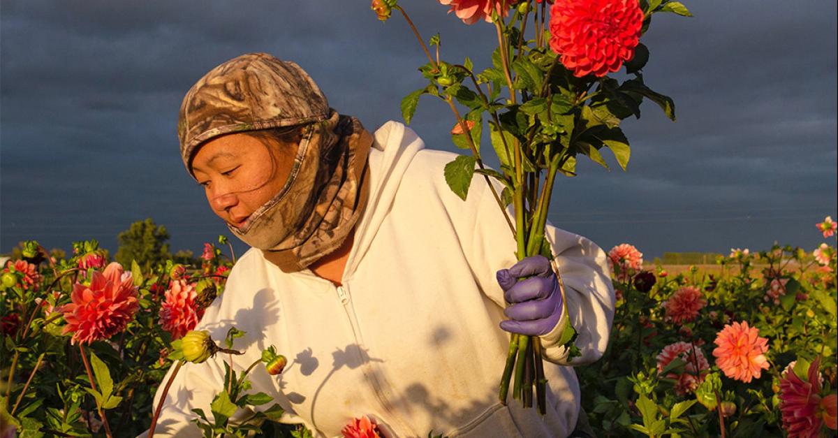We Come from the Flower