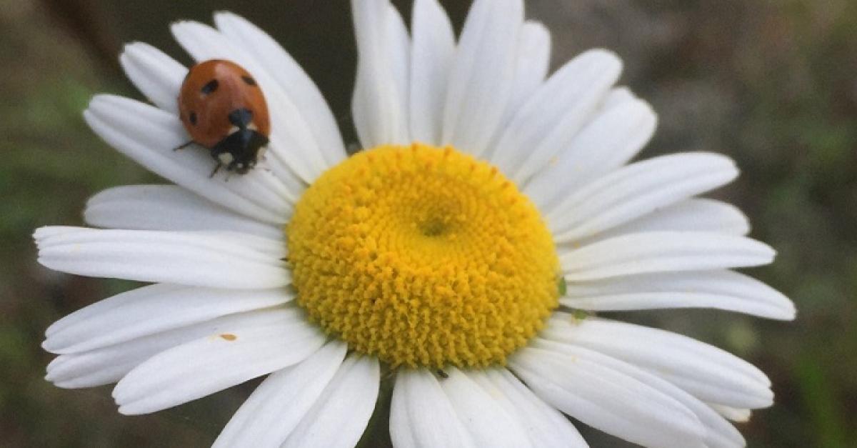 Ladybug on a daisy