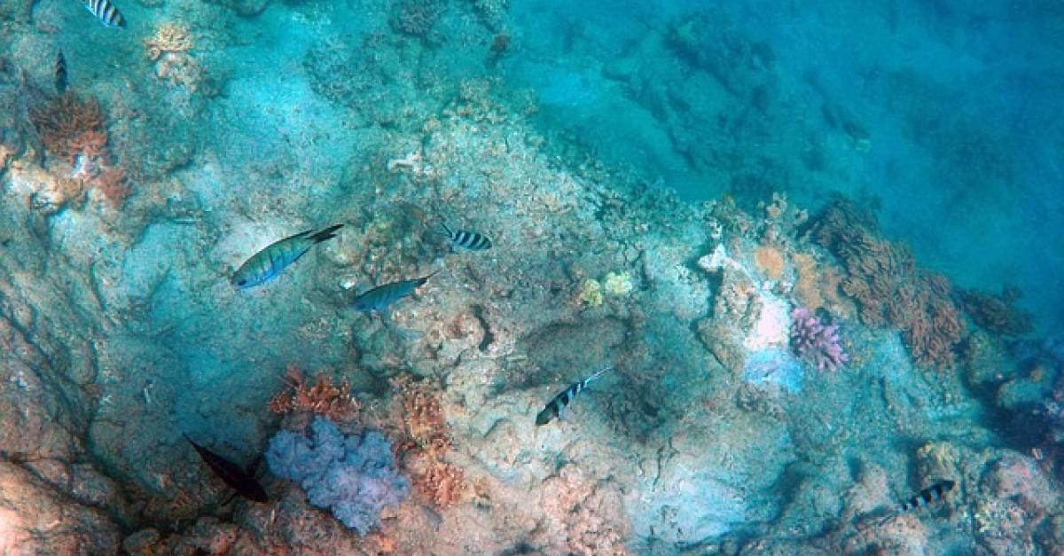 Under the sea